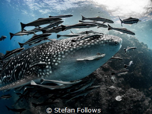The Escort ... Whale Shark - Rhincodon typus. Sail Rock, ... by Stefan Follows 